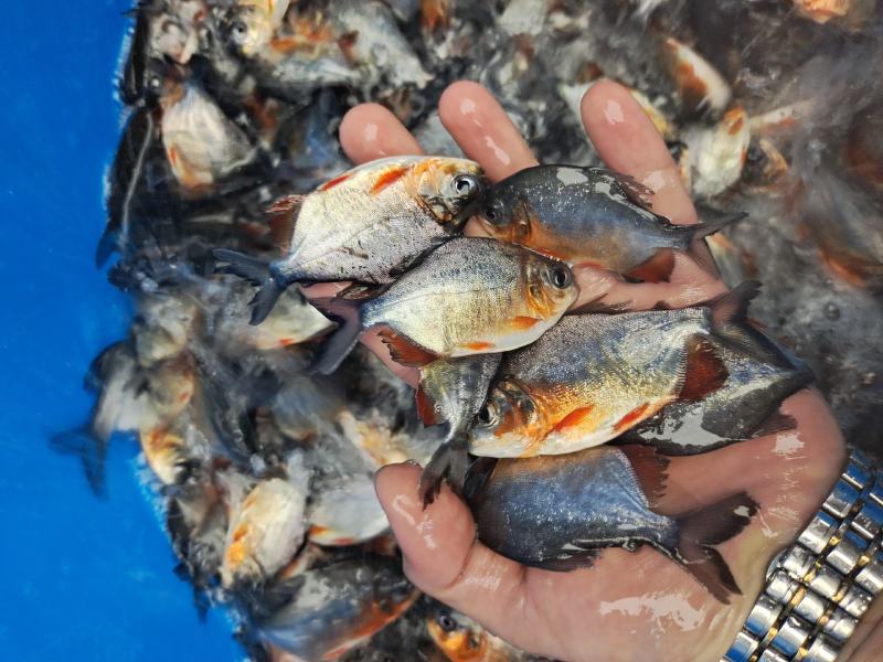 淡水白鲳鱼苗，良种快大优质苗种技术指导养殖规划