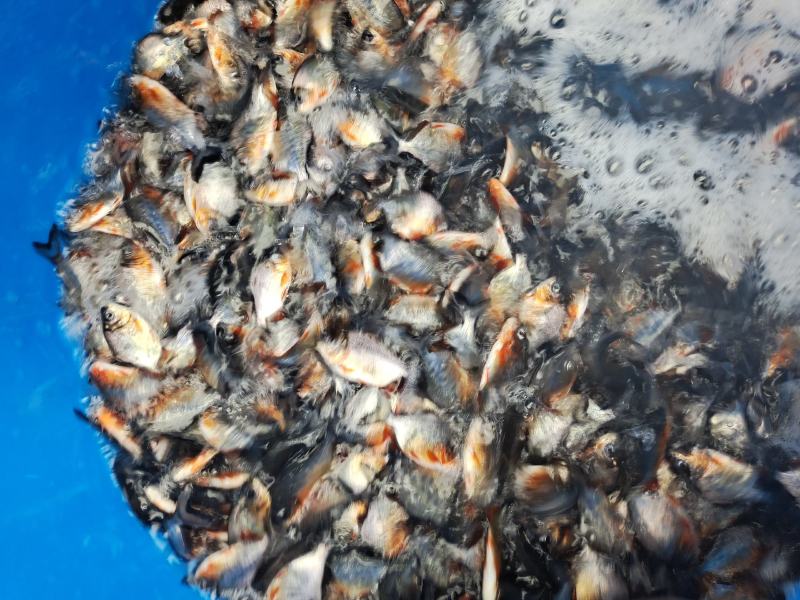 淡水白鲳鱼苗，良种快大优质苗种技术指导养殖规划