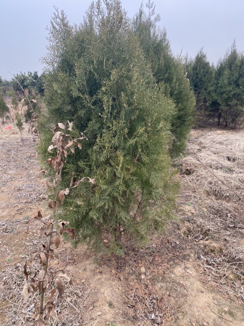 侧柏，土球苗，土质肥沃，诚信经营欢迎老板砸单