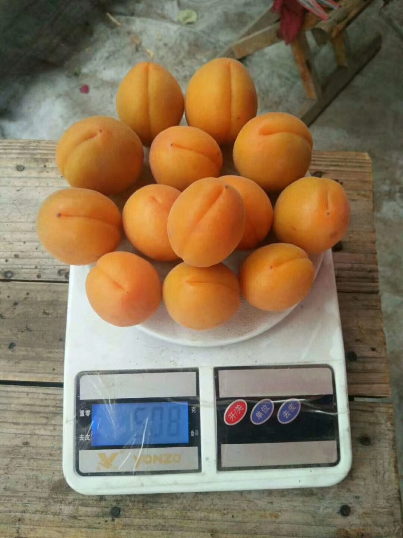 大棚，陆地金太阳杏量大，商品果，加工果，质量好，酸甜，