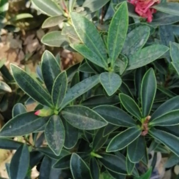 四季茶花营养杯盆栽花卉