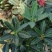 四季茶花营养杯盆栽花卉