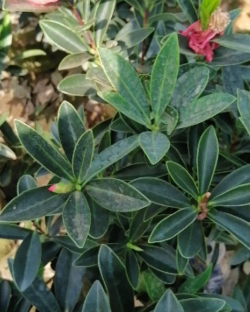 四季茶花营养杯盆栽花卉