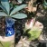 四季茶花营养杯盆栽花卉