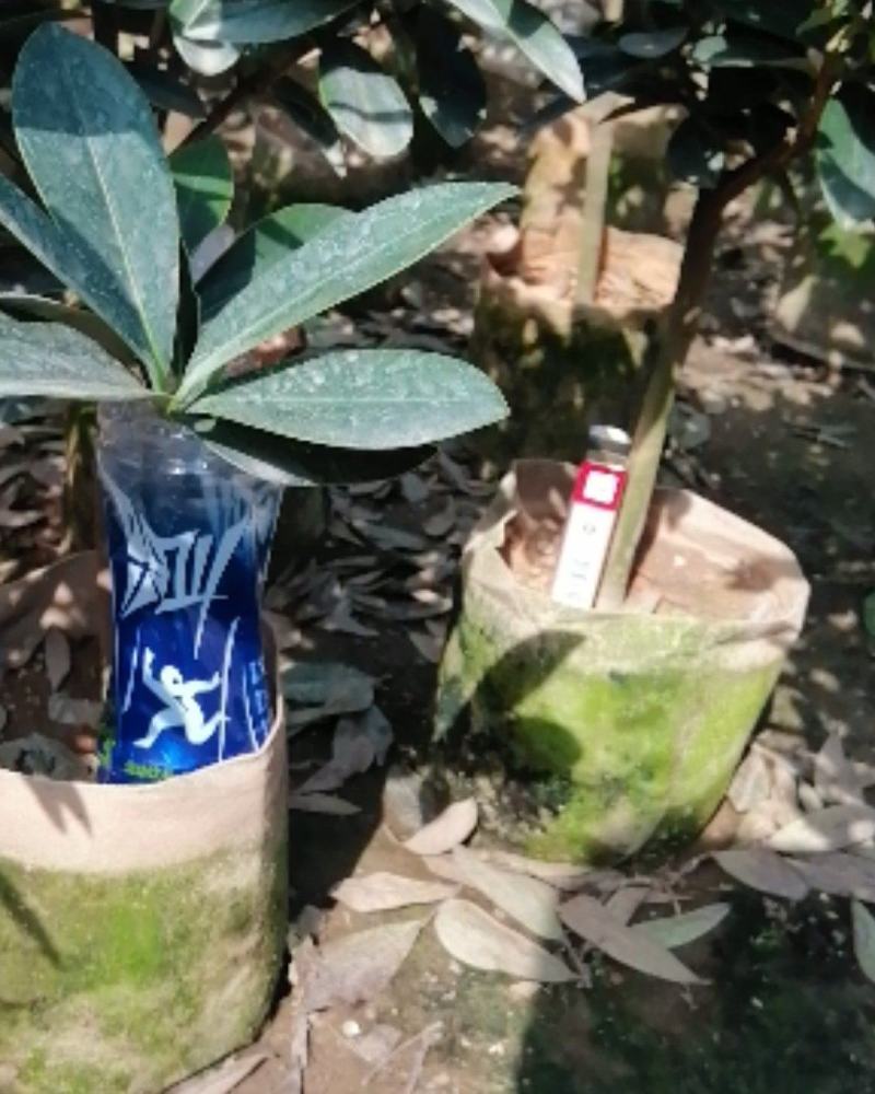四季茶花营养杯盆栽花卉