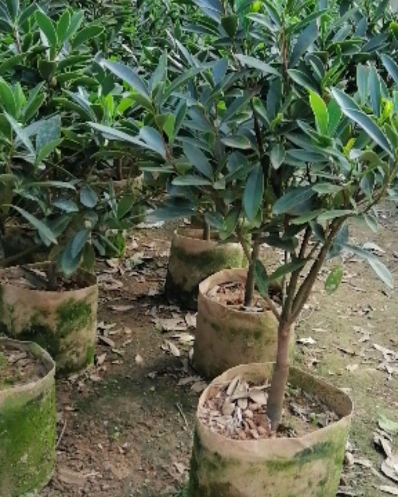 四季茶花营养杯盆栽花卉