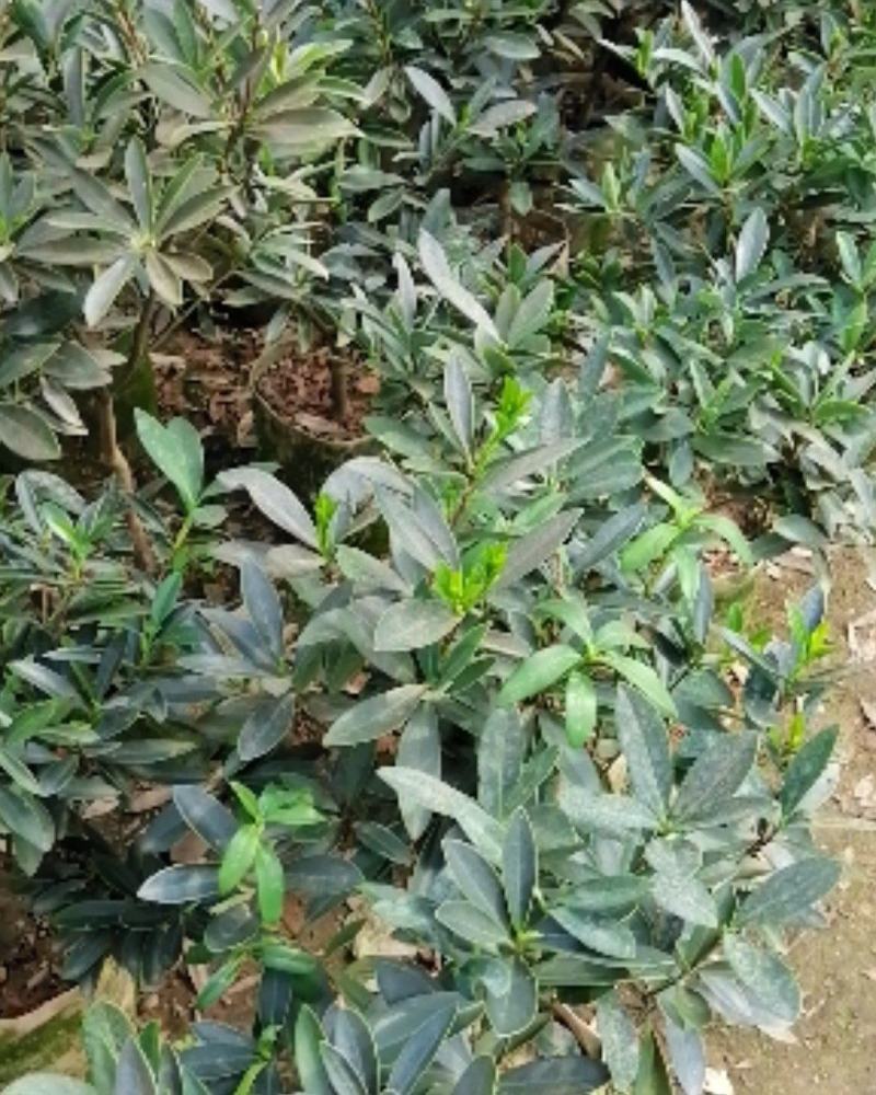 四季茶花营养杯盆栽花卉