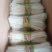 粉条/粉丝/马铃薯手工粉条/粉团等，大量现货，需要的联系