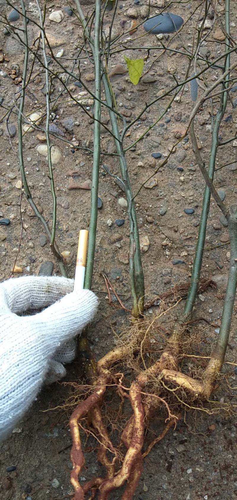 野生岗梅大小苗大量供应