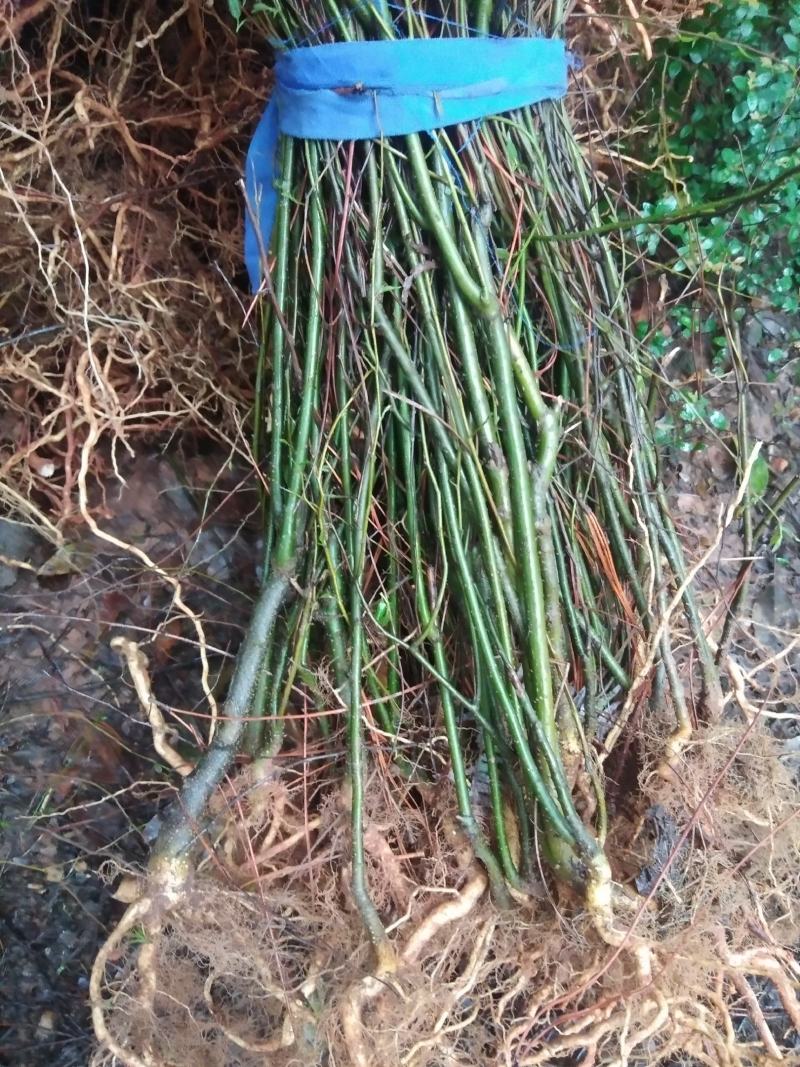野生岗梅大小苗大量供应