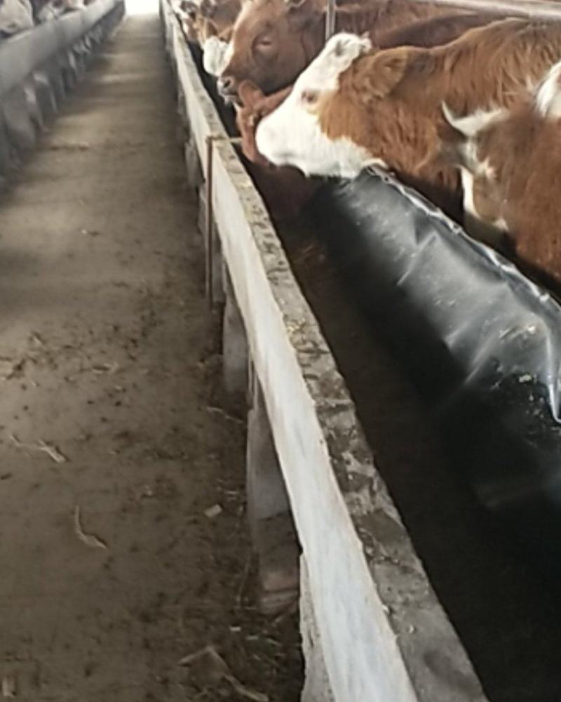 诚信商家货到付款牛西梅塔尔牛肉牛杂交牛鲁西黄牛