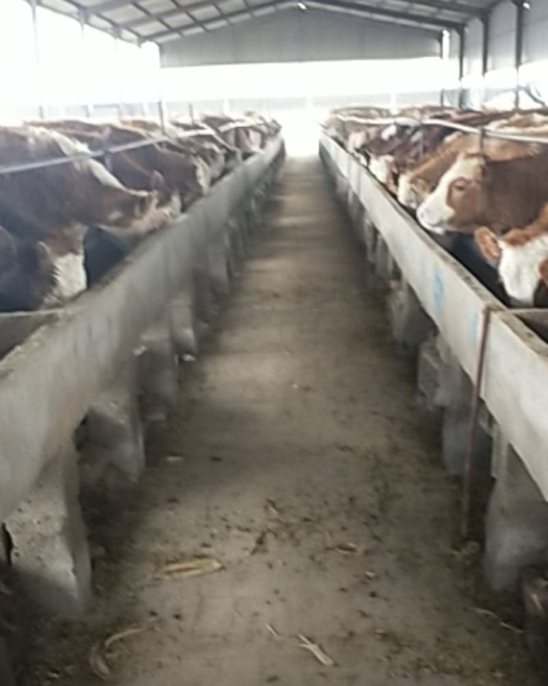 诚信商家货到付款牛西梅塔尔牛肉牛杂交牛鲁西黄牛