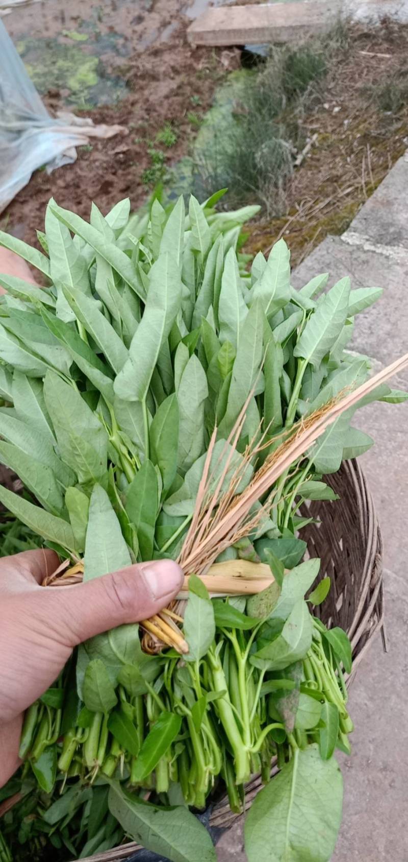 空心菜种苗，菜可以有了