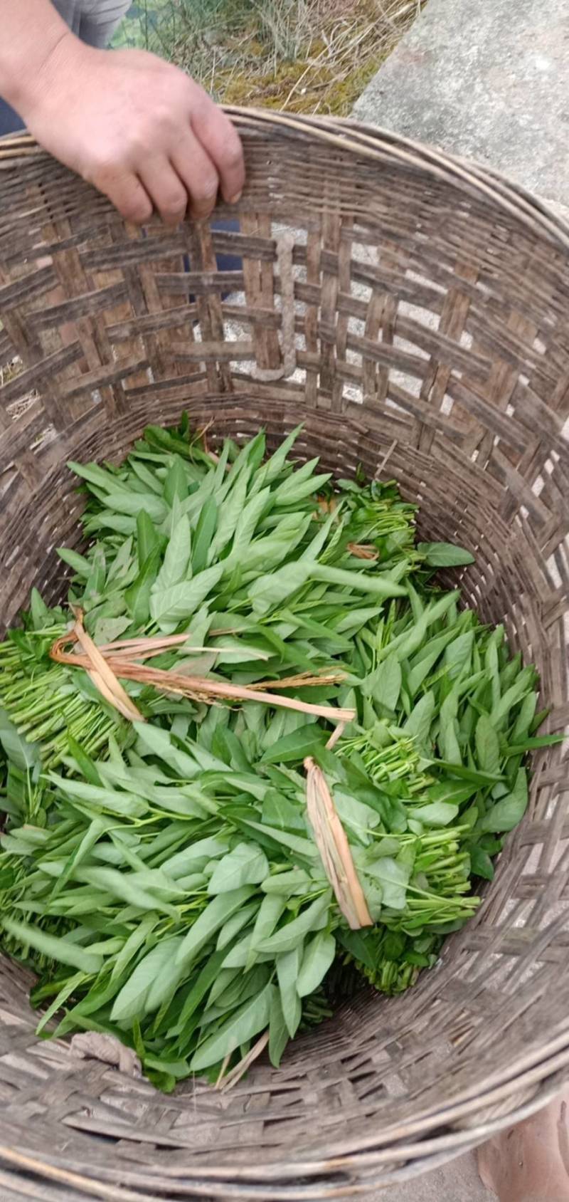 空心菜种苗，菜可以有了