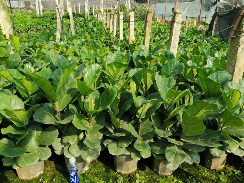 钱叶榕招财进宝叶叶升财室内外绿化