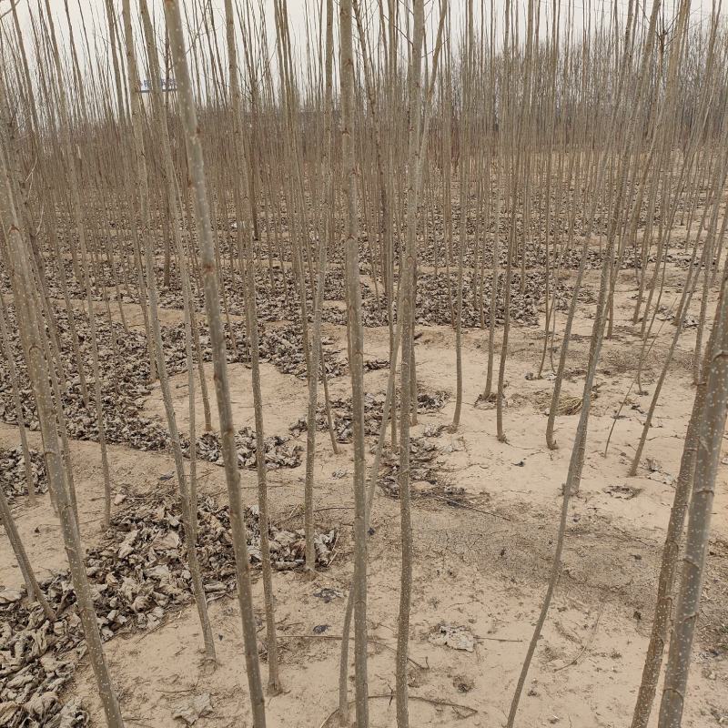 大量出售速生杨树苗，两千多亩地