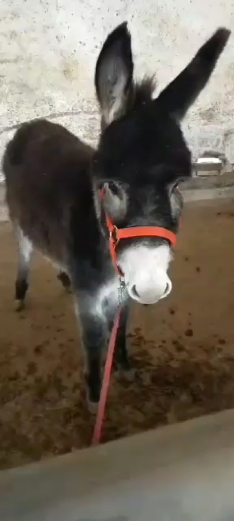 肉驴苗品种保证，自繁自养货到付款三包技术