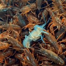 小龙虾大量现货每天十万斤产量万亩养殖基地
