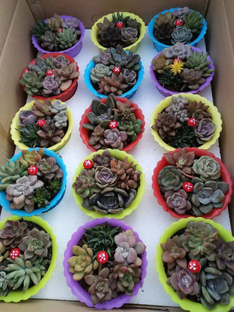 组盆系列网红盆子杯子