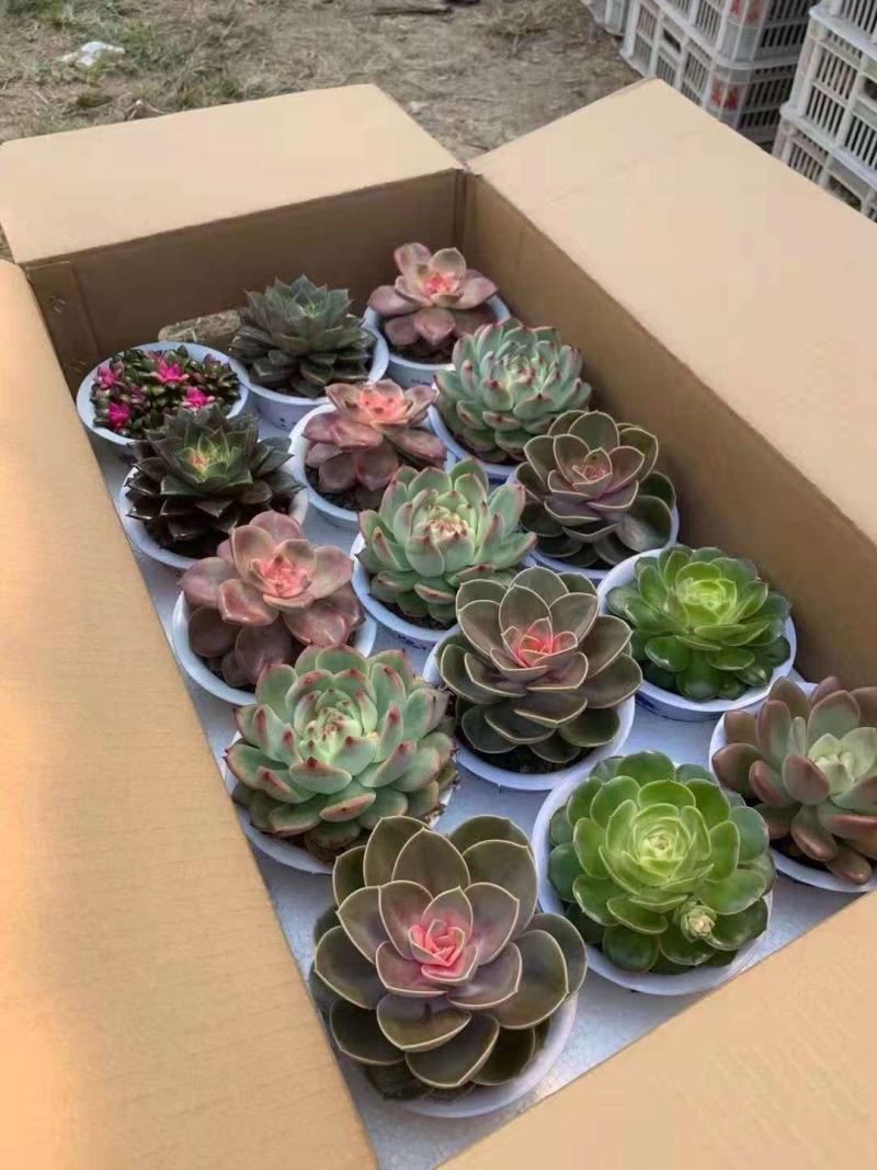 组盆系列网红盆子杯子