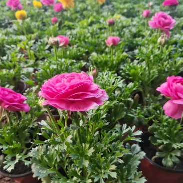 芹叶牡丹新上市，芹叶牡丹绿化苗，芹叶牡丹多种颜色大量供应