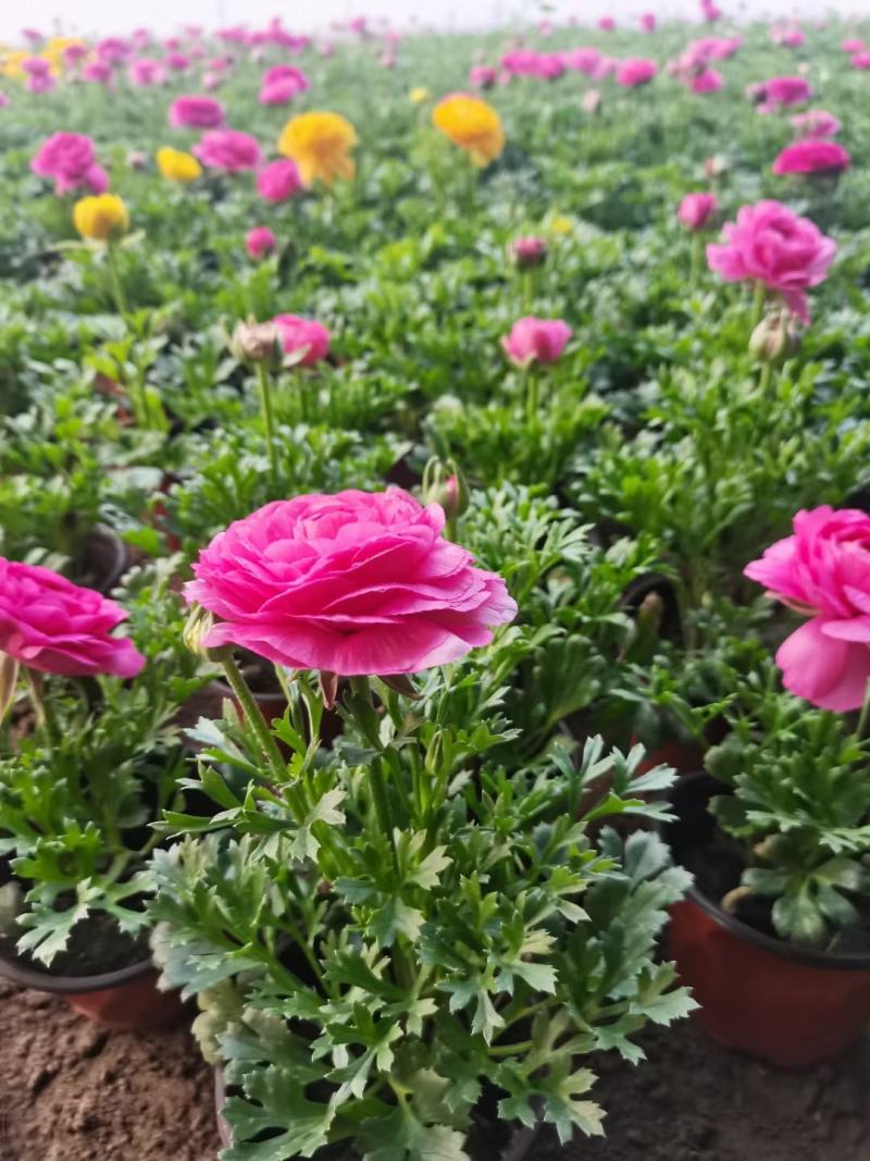 芹叶牡丹新上市，芹叶牡丹绿化苗，芹叶牡丹多种颜色大量供应