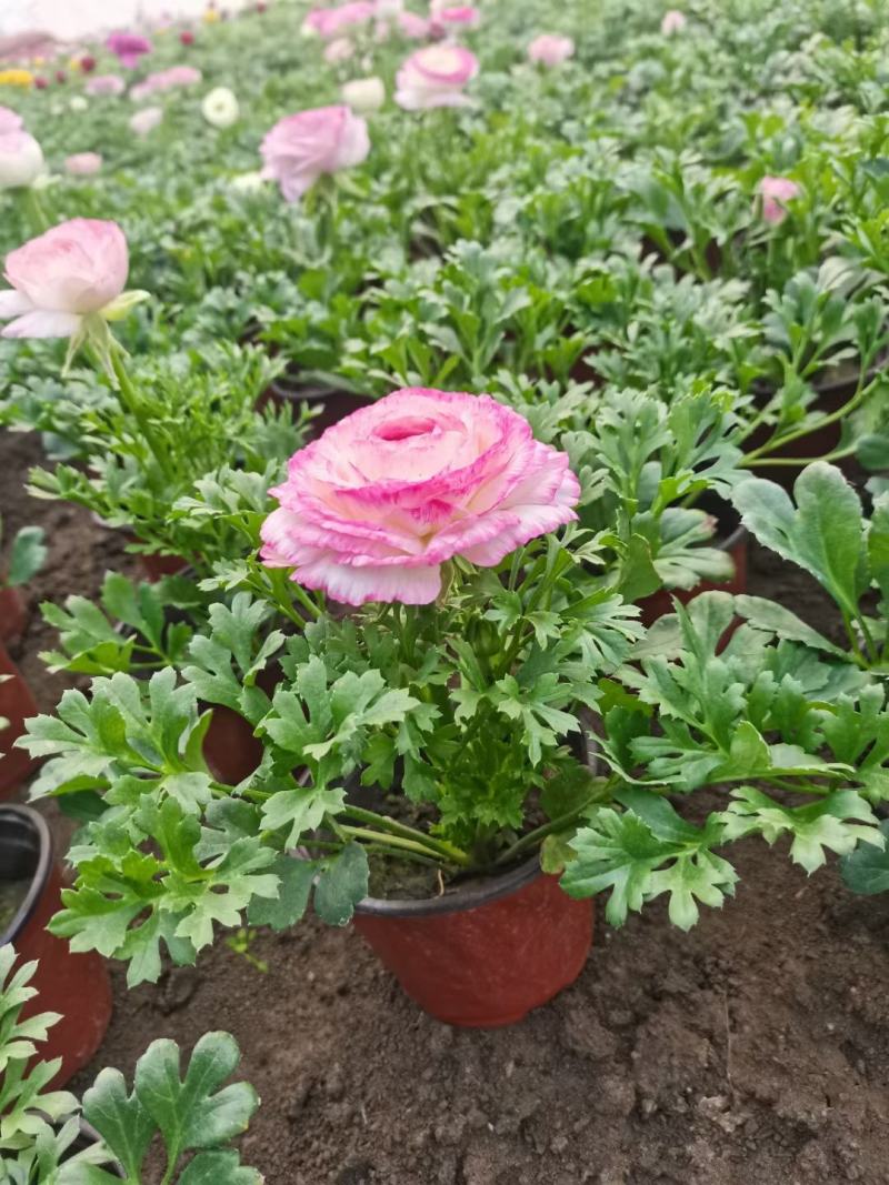 芹叶牡丹新上市，芹叶牡丹绿化苗，芹叶牡丹多种颜色大量供应