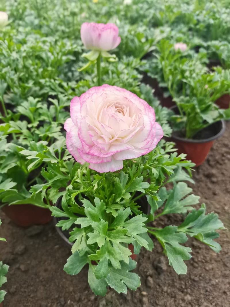 芹叶牡丹新上市，芹叶牡丹绿化苗，芹叶牡丹多种颜色大量供应