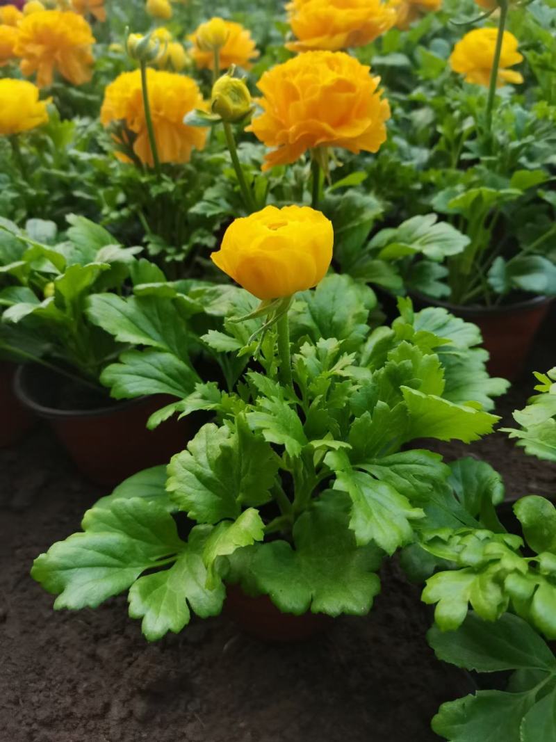 芹叶牡丹新上市，芹叶牡丹绿化苗，芹叶牡丹多种颜色大量供应