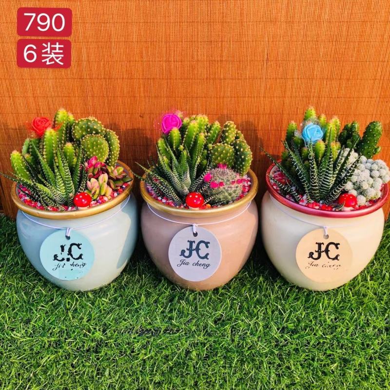 组盆系列网红盆子杯子