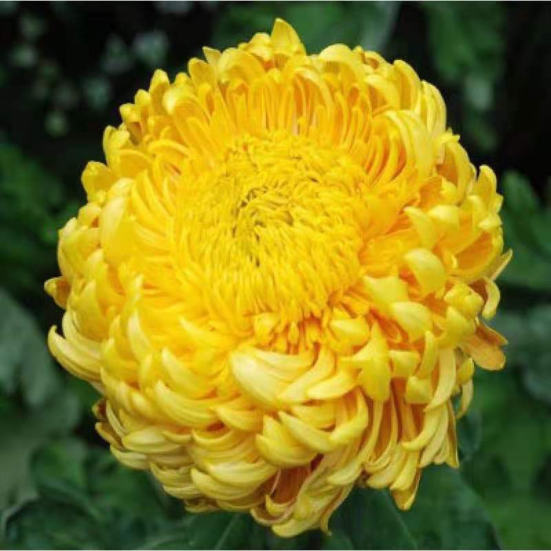 清明菊各种菊花苗适合南方北方种植四季开花成活率高