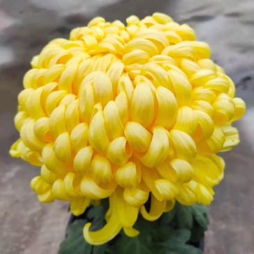 清明菊各种菊花苗适合南方北方种植四季开花成活率高