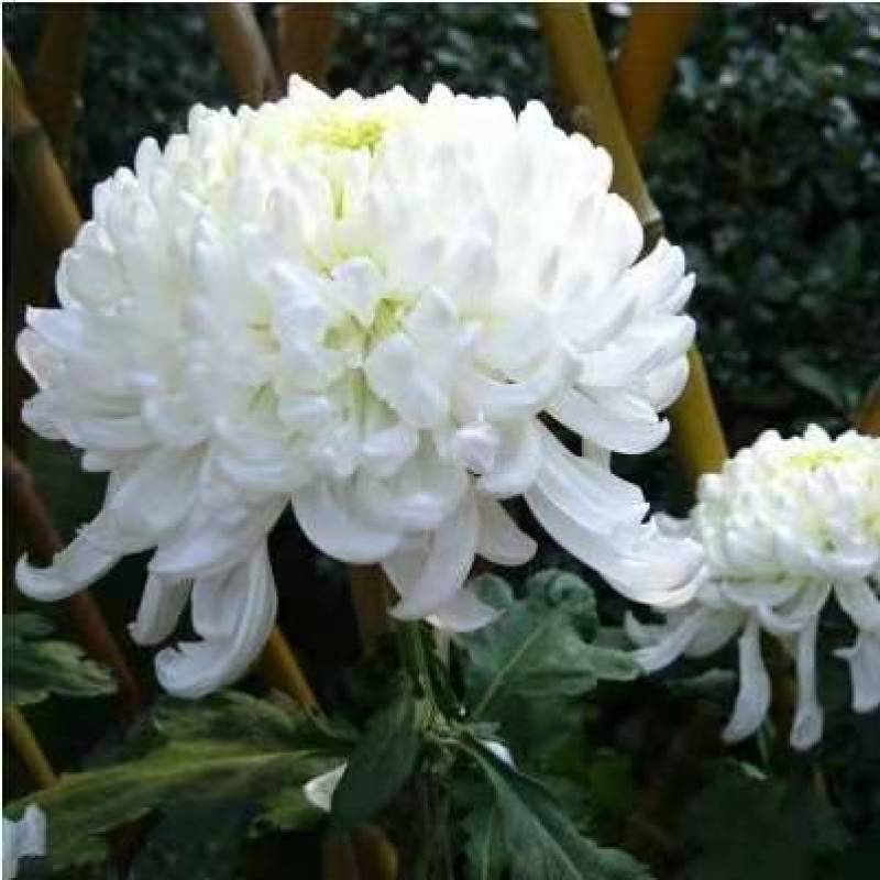 清明菊各种菊花苗适合南方北方种植四季开花成活率高