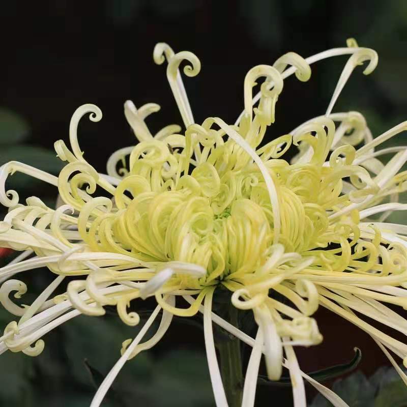 清明菊各种菊花苗适合南方北方种植四季开花成活率高