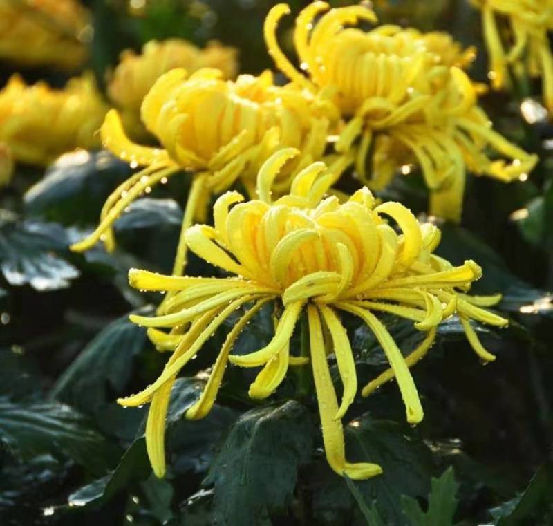清明菊各种菊花苗适合南方北方种植四季开花成活率高