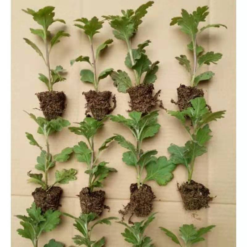 清明菊各种菊花苗适合南方北方种植四季开花成活率高