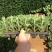 清明菊各种菊花苗适合南方北方种植四季开花成活率高