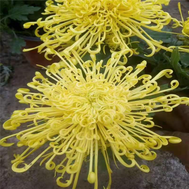 清明菊各种菊花苗适合南方北方种植四季开花成活率高