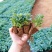清明菊各种菊花苗适合南方北方种植四季开花成活率高