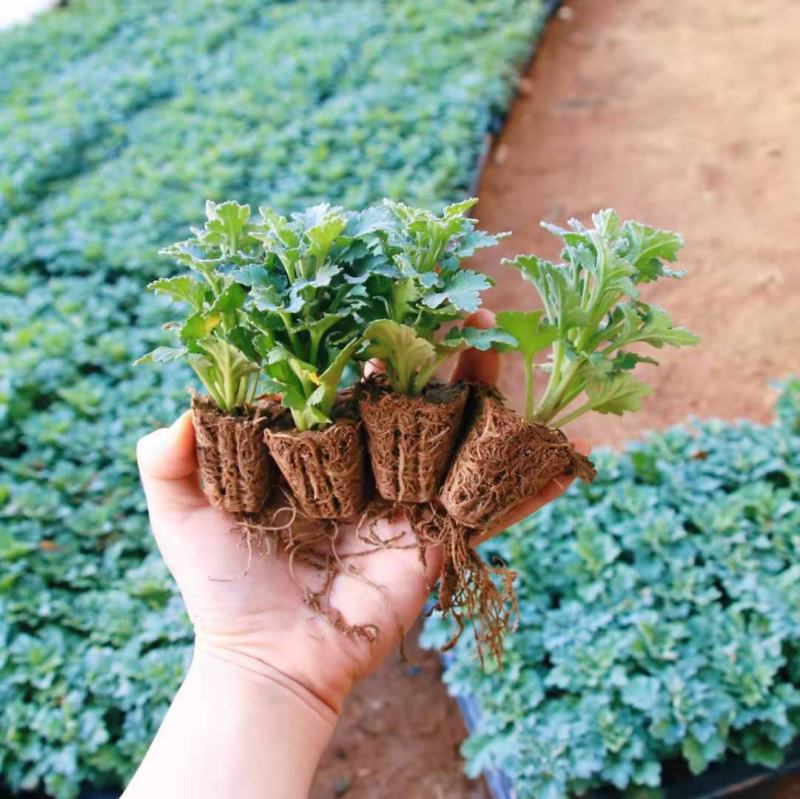 清明菊各种菊花苗适合南方北方种植四季开花成活率高