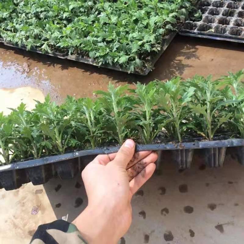清明菊各种菊花苗适合南方北方种植四季开花成活率高