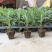 清明菊各种菊花苗适合南方北方种植四季开花成活率高