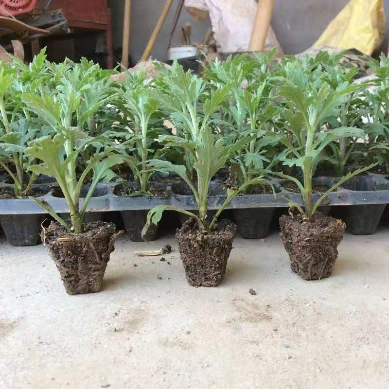 清明菊各种菊花苗适合南方北方种植四季开花成活率高