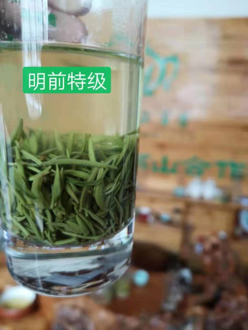 贵州云雾高山明前毛尖茶