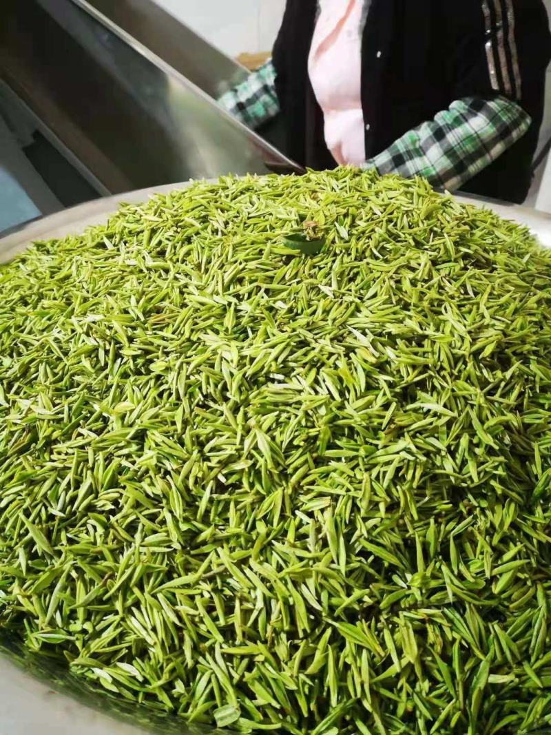贵州云雾高山明前毛尖茶