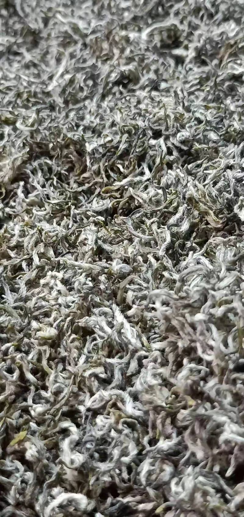 贵州云雾高山明前毛尖茶