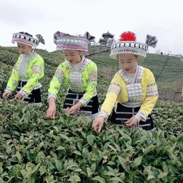贵州云雾高山明前毛尖茶