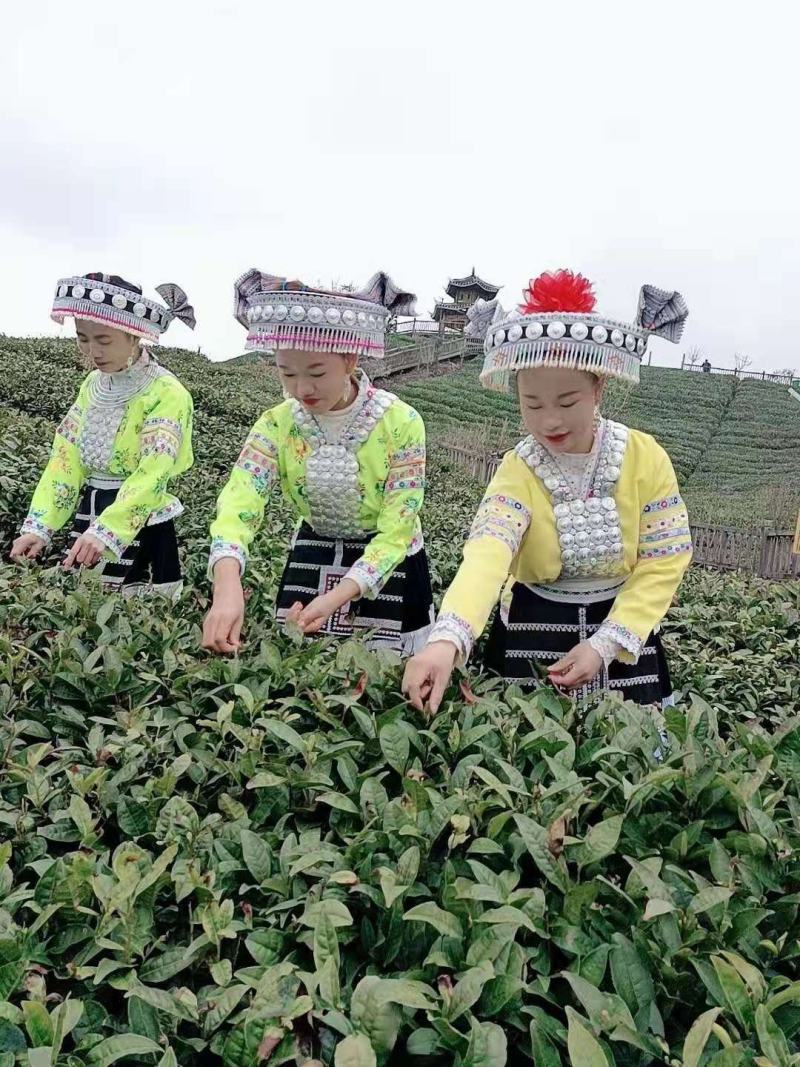 贵州云雾高山明前毛尖茶