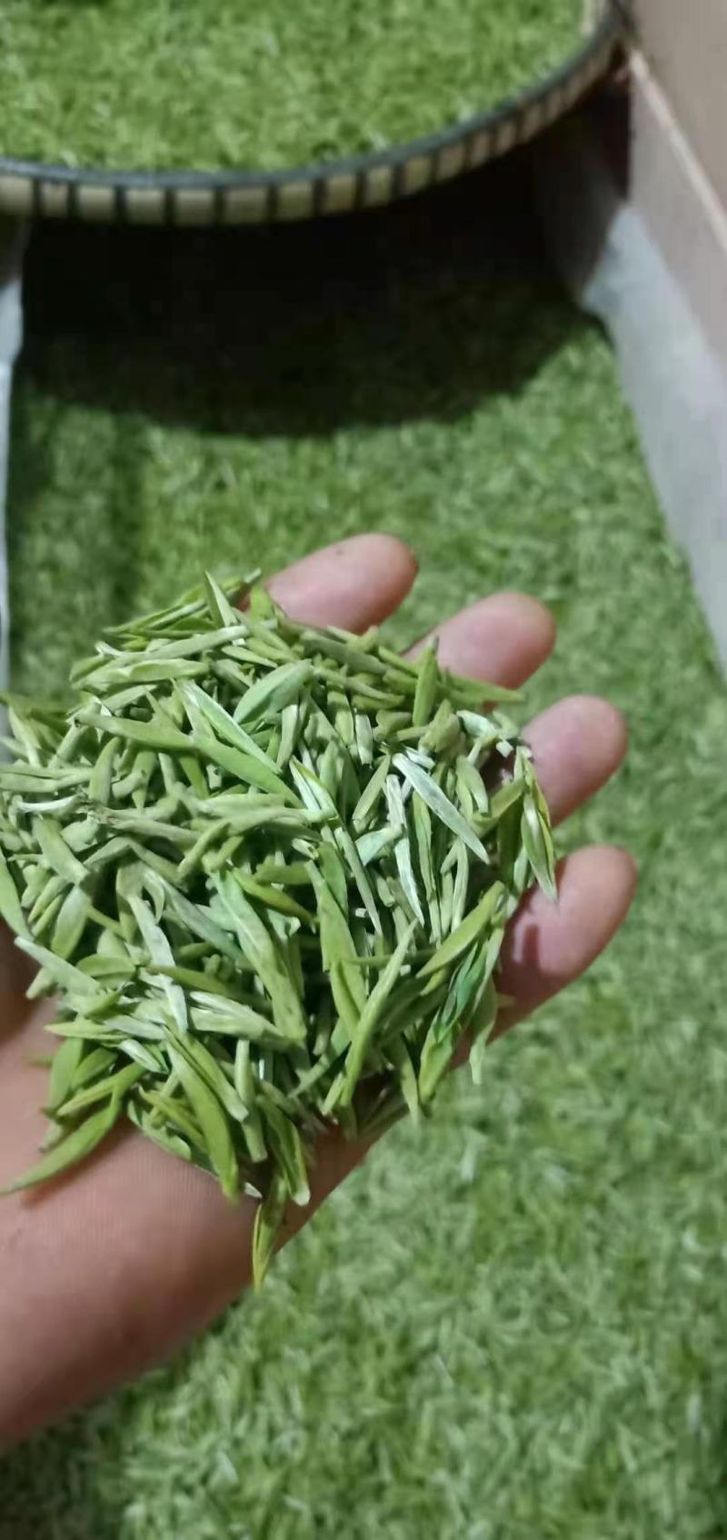 贵州云雾高山明前毛尖茶