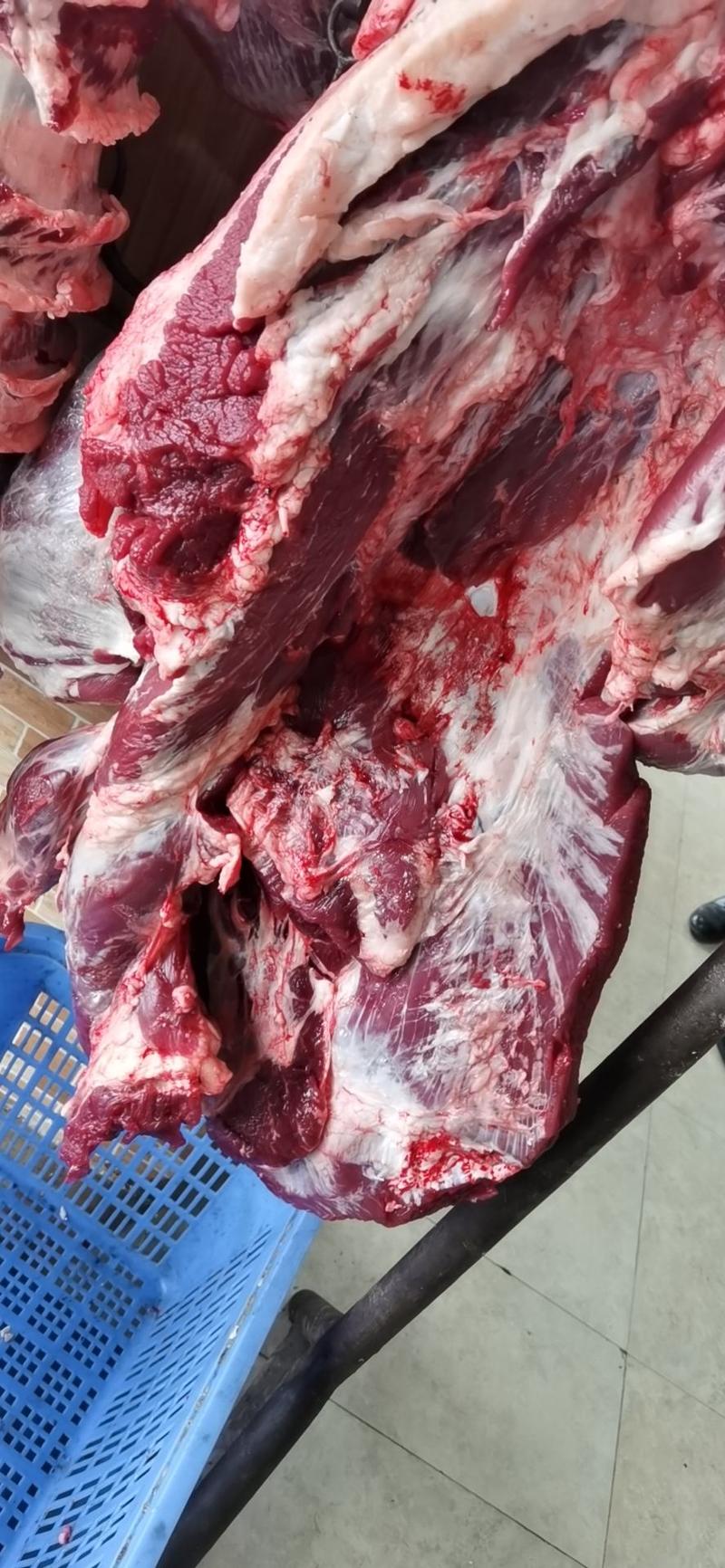 南阳本地黄牛肉鲜牛肉不注水